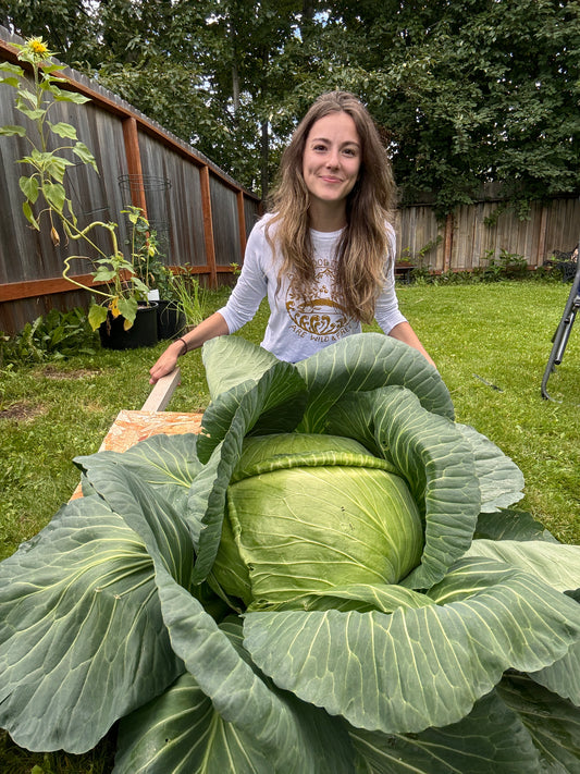 Giant Cabbage Workshop (In person May 3rd & 4th)